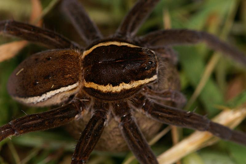 Dolomedes_fimbriatus_D5090_Z_89_Canal du Nivernais_Frankrijk.jpg